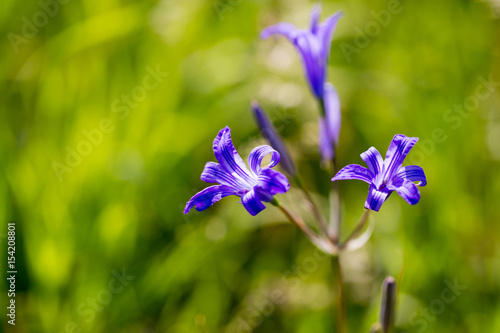 Beautiful blue flower on nature in spring