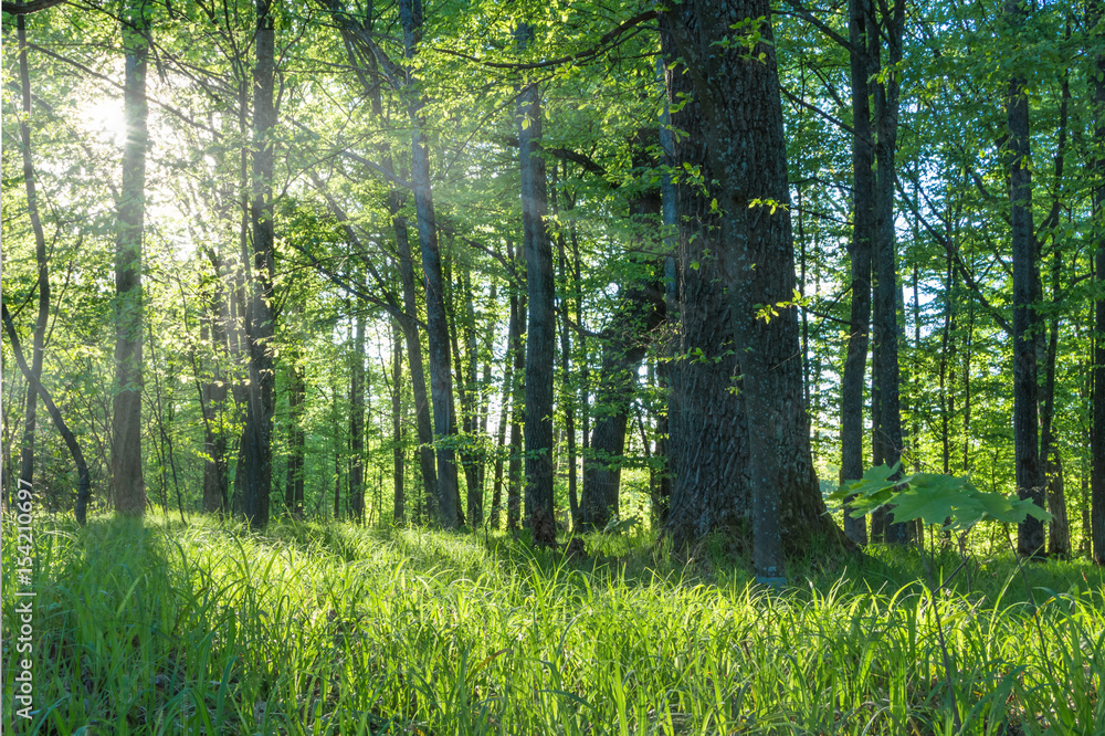 Лес летом, солнечный день фотография Stock | Adobe Stock