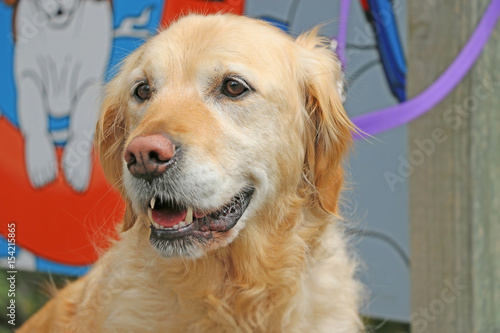 happy golden retriever dog looking