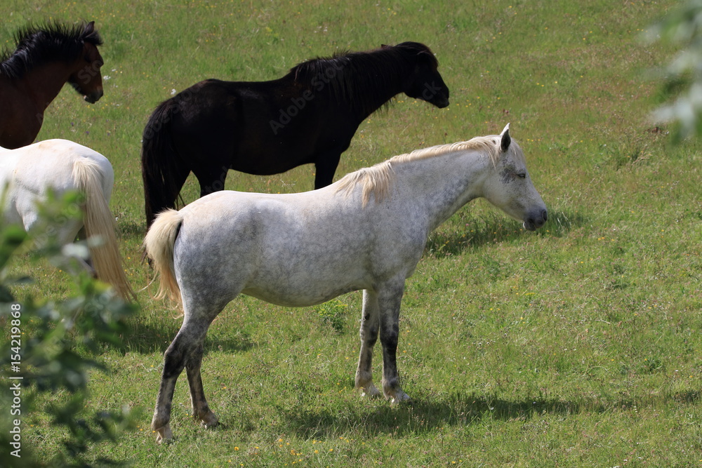 Troupeau de chevaux dans un prés, France Troupeau de chevaux dans un prés, France