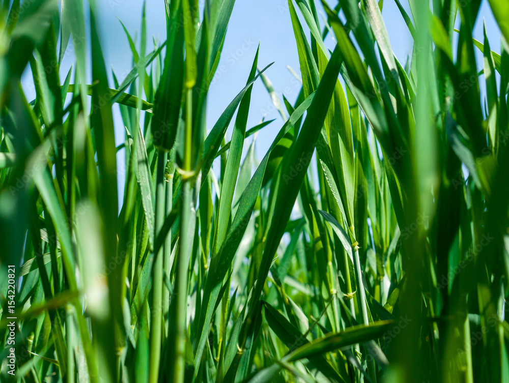 Winter wheat. Field, nature, background Winter wheat. Field, nature, background