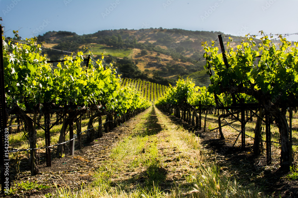 Naklejka premium Vineyard at Dawn