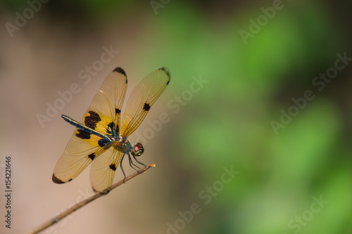 dragon fly with yellow wing hang on the branch  © lamart1971