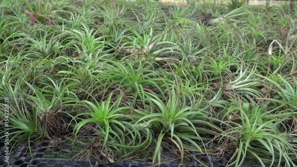 air plant with scientific name Tillandsia in the nursery, Thailand air plant with scientific name Tillandsia in the nursery, Thailand