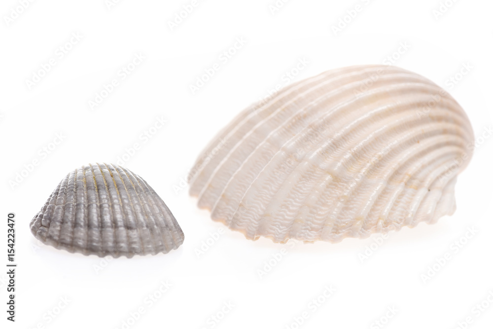 clam mollusk shells isolated on white