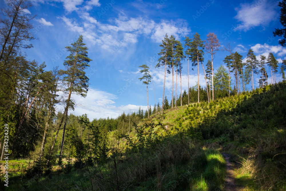 Fototapeta premium Summer forest in Czech Republic