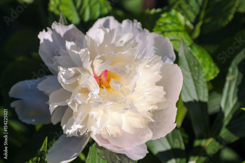 beautiful white peony in bloom in sunset daylight