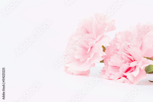 Pink carnation flower are on white background