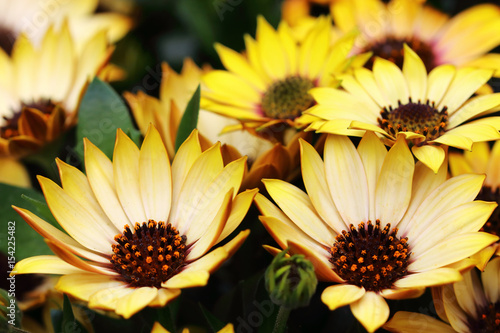 Spanish yellow daisies nearby