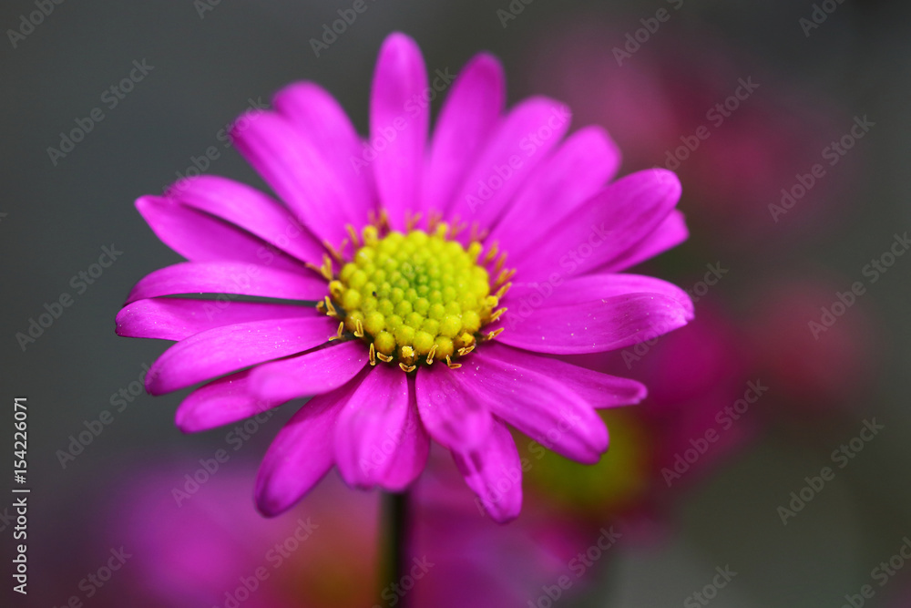Little daisy flower Little daisy flower