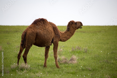 Camel in the pasture in the spring