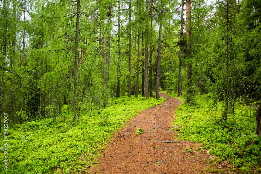 Mountain forest in Czech Republic Mountain forest in Czech Republic