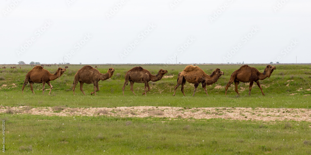 Camel in the pasture in the spring Camel in the pasture in the spring