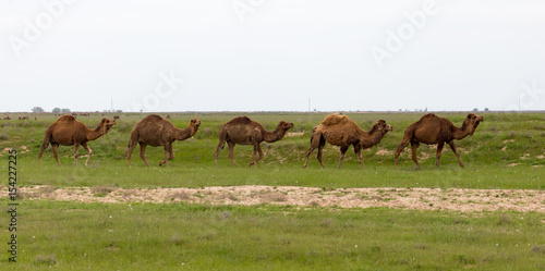 Camel in the pasture in the spring