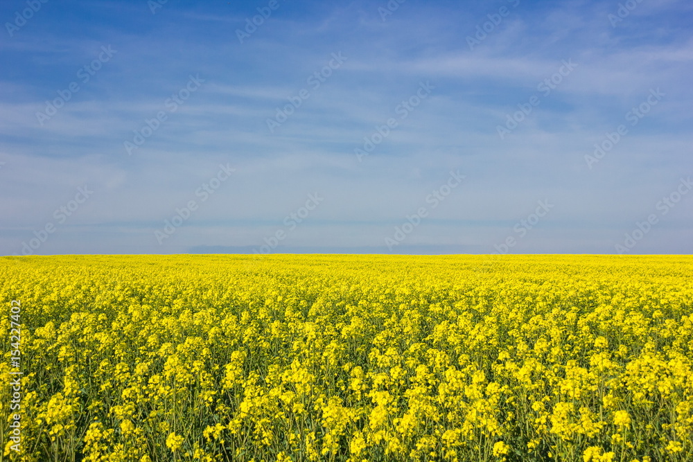 Yellow field in Czech Republic