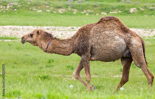 Camel in the pasture in the spring