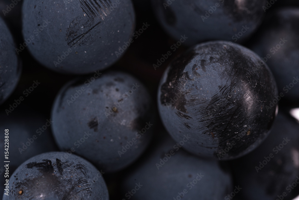 Dark bunch of grape in low light on black isolated background , macro shot , water drops Dark bunch of grape in low light on black isolated background , macro shot , water drops