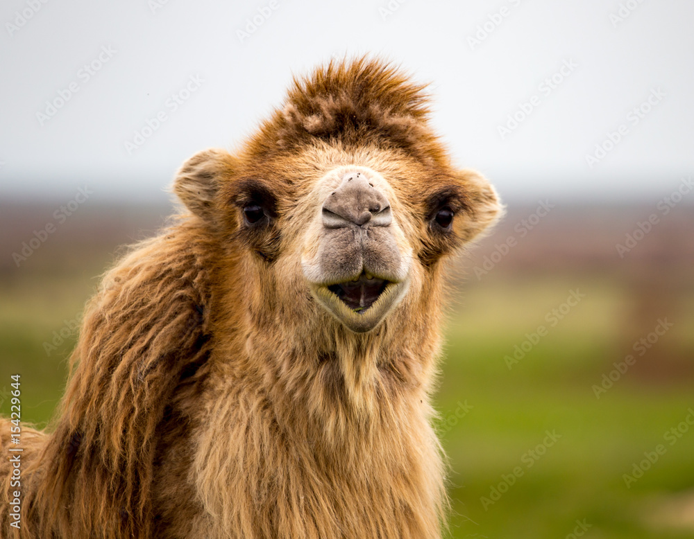 Obraz premium Portrait of camel on nature in spring