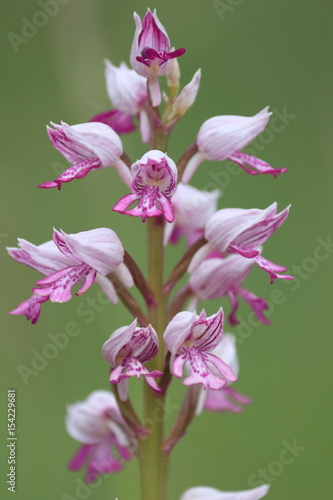 Orchis singe, 