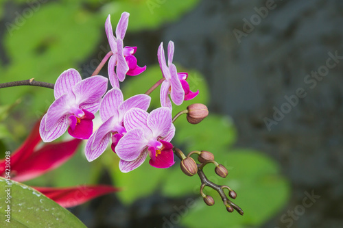 Photography Orchid Flowers