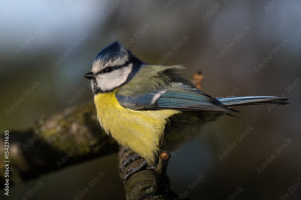 Fototapeta premium Sikora modra