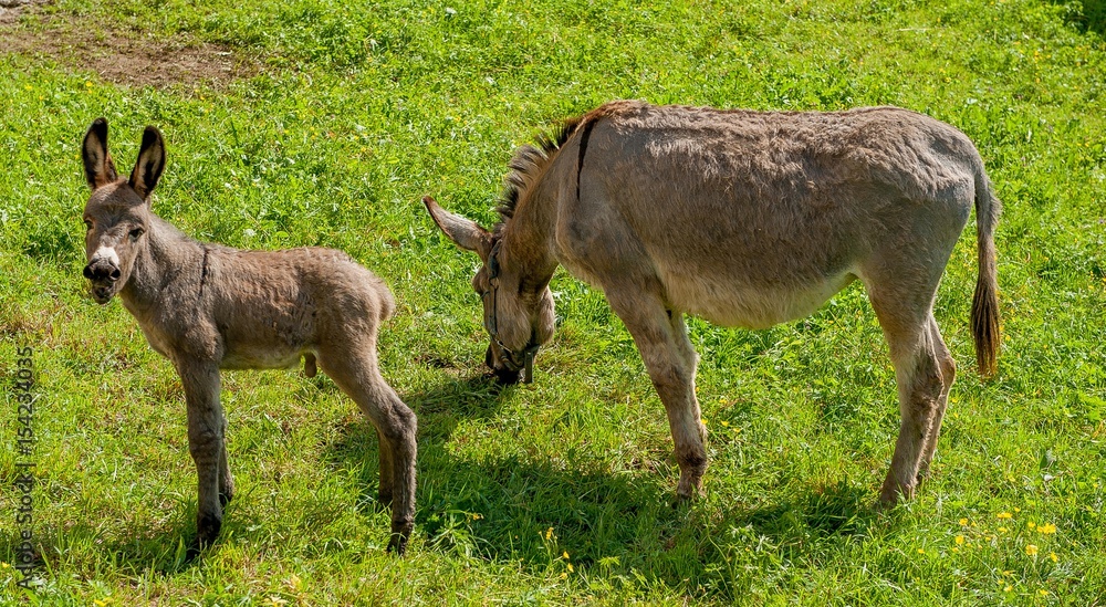 Donkey with foal Donkey with foal