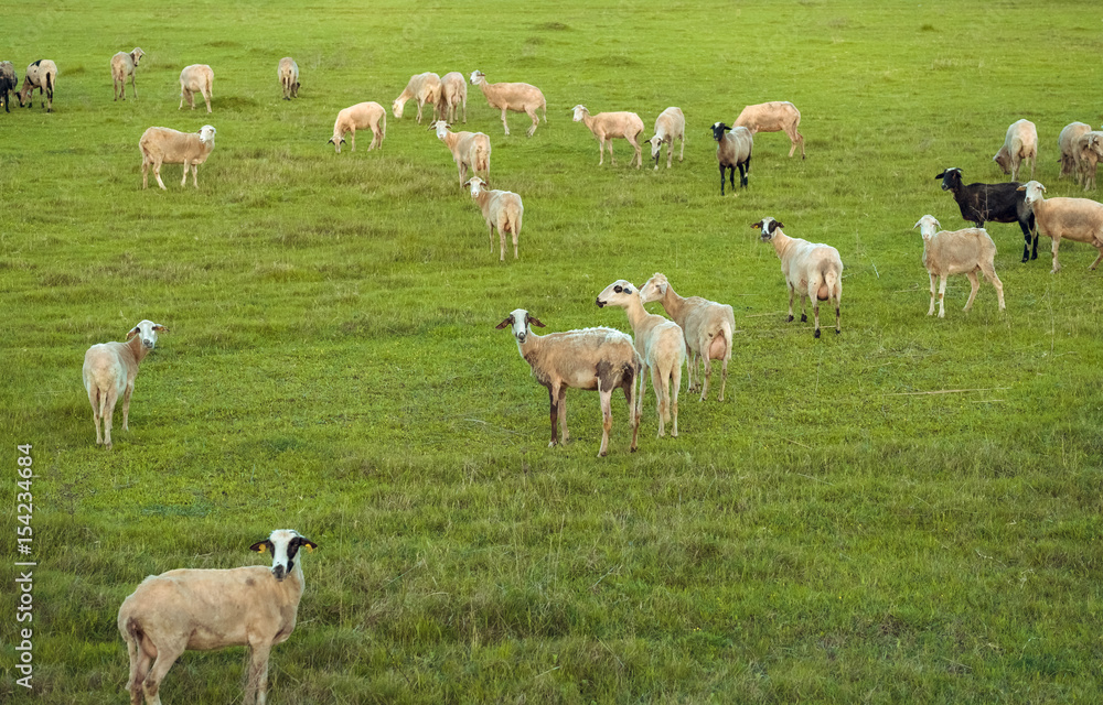 Obraz premium flock of sheep grazing in meadow