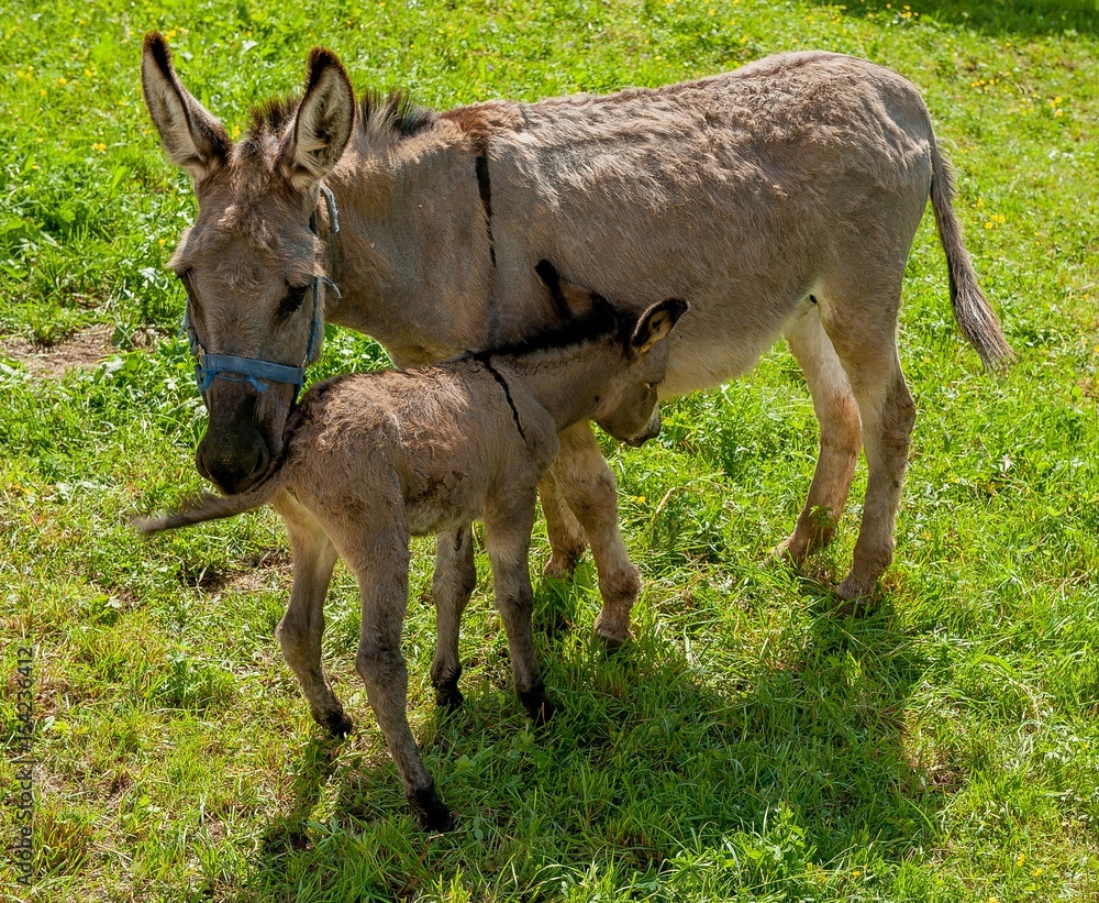 Donkey with foal Donkey with foal