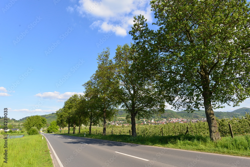 Fototapeta premium B3 Nähe Hirschberg an der Bergstraße