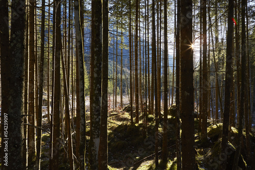 Spaziergang durch den Zauberwald bei Ramsau, Berchtesgadener Land