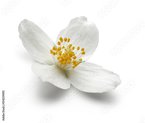 Photography White jasmine flowers