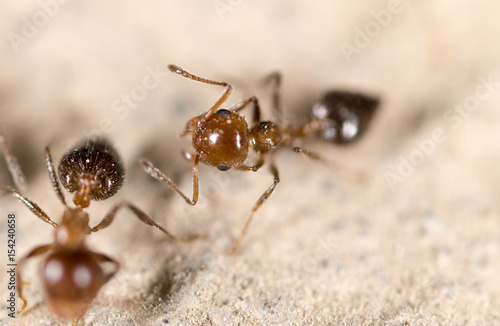 Ants on the ground © schankz
