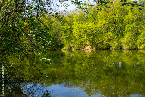 Fototapeta Naklejka Na Ścianę i Meble -  Lake in green forest