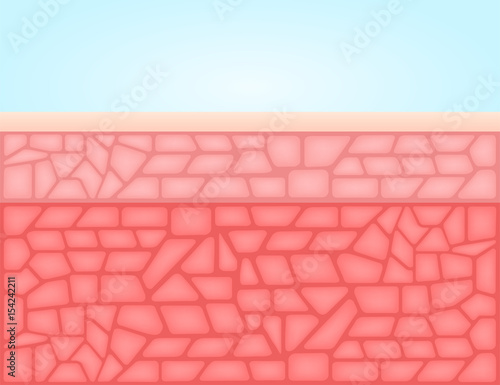 skin and anatomy vector , cell anatomy background