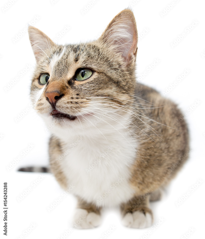 Portrait of a cat on a white background Portrait of a cat on a white background