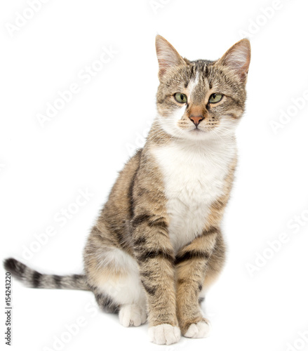 Portrait of a cat on a white background