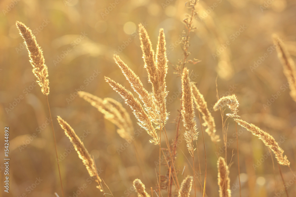 Spikes of  grass in sunlit in autumn, golden light