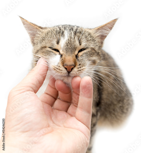 Man caresses a cat on a white background