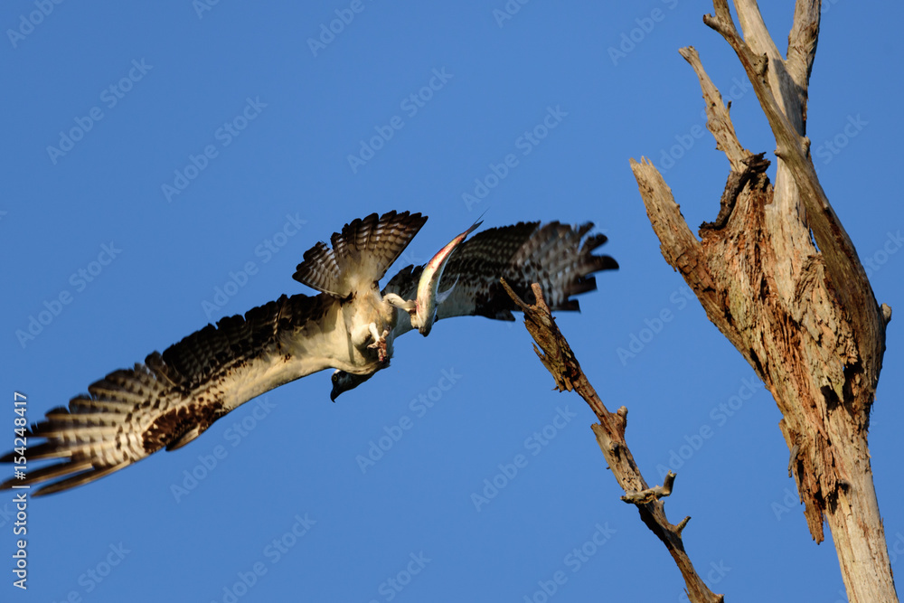 Obraz premium Osprey flying with fish