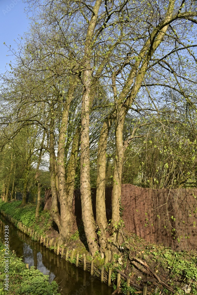 Fototapeta premium Arbres au printemps sur les berges de la Woluwe derrière le Slot à Woluwe-St-Lambert 