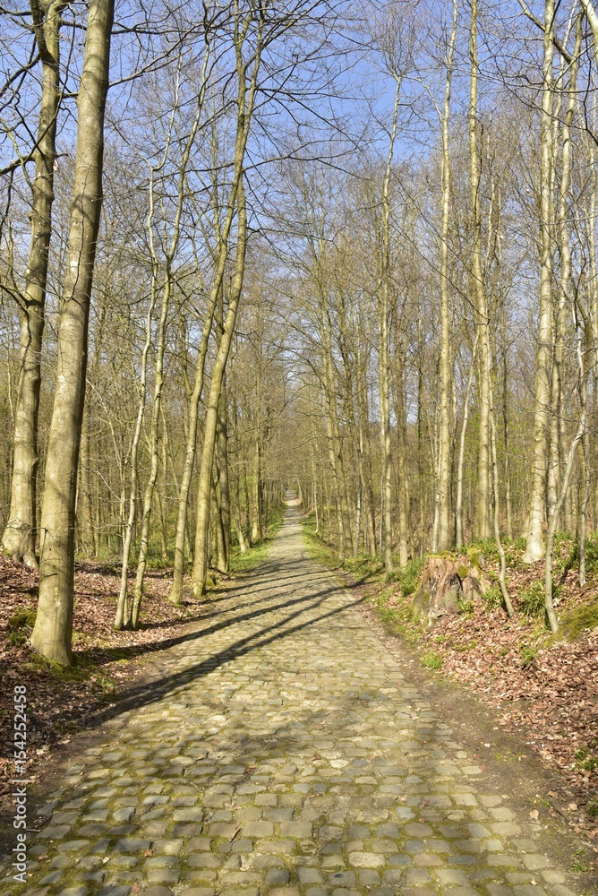 Petite route étroite et pavée au milieu des hêtres dénudés de la forêt de Soignes à l'est de Bruxelles Petite route étroite et pavée au milieu des hêtres dénudés de la forêt de Soignes à l'est de Bruxelles