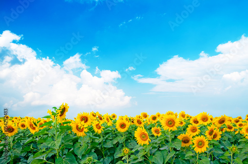 vibrant sunflowers plant farm in sunshine day with blue sky background