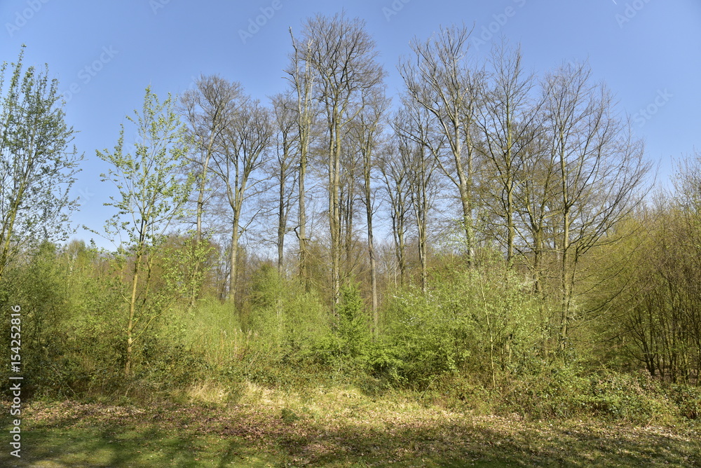 Hêtres centenaires émergeant des broussailles en pleine forêt de Soignes à l'est de Bruxelles 