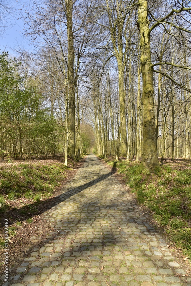 Petite route pavée et étroite entre hêtres et broussailles à la forêt de Soignes à l'est de Bruxelles