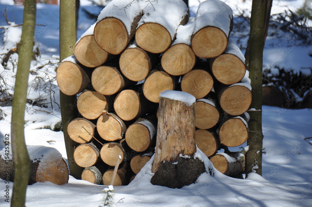 Harvested wood in the winter forest Harvested wood in the winter forest