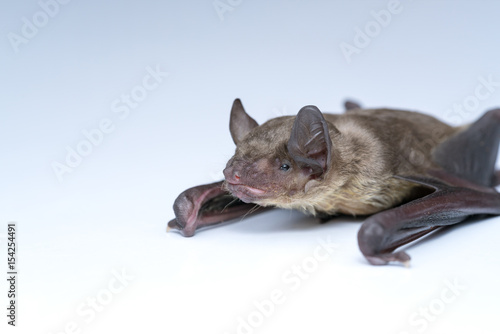 small bat in front of white background, close up studio shot with copy space.