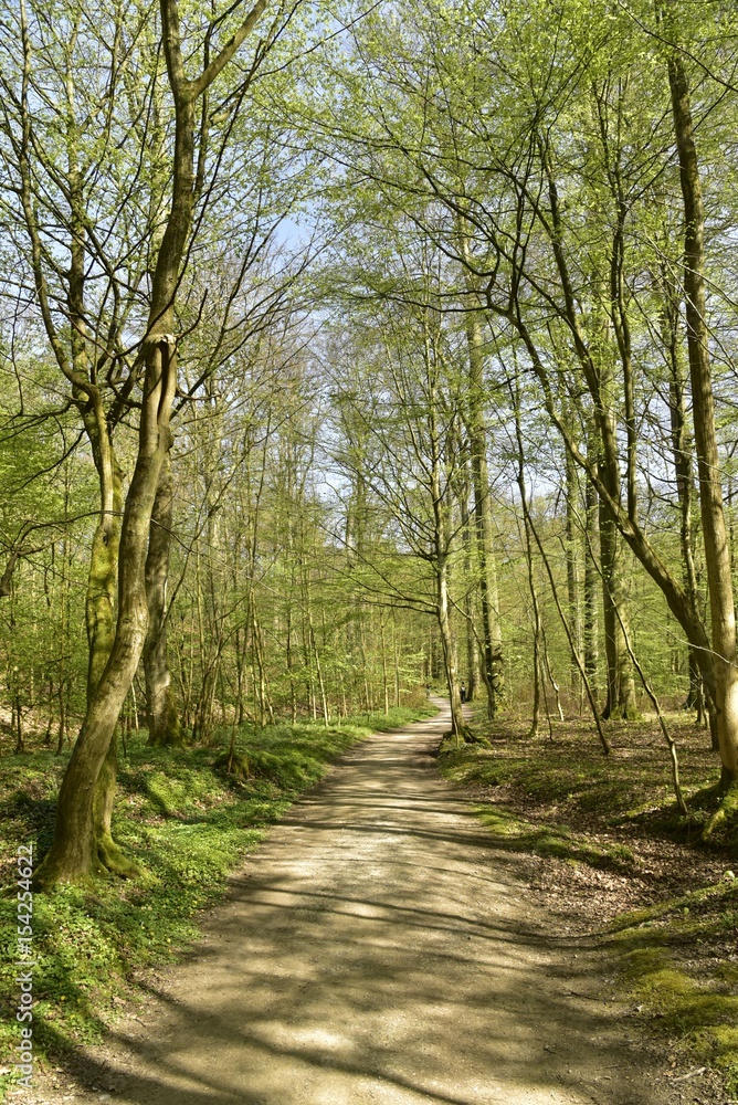 Chemin entre les jeunes hêtres à la forêt de Soignes à l'est de Bruxelles Chemin entre les jeunes hêtres à la forêt de Soignes à l'est de Bruxelles