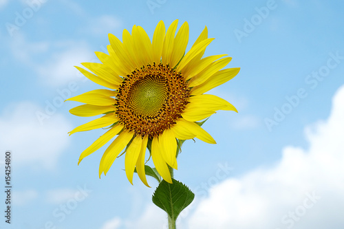 single bright sunflower with sky background