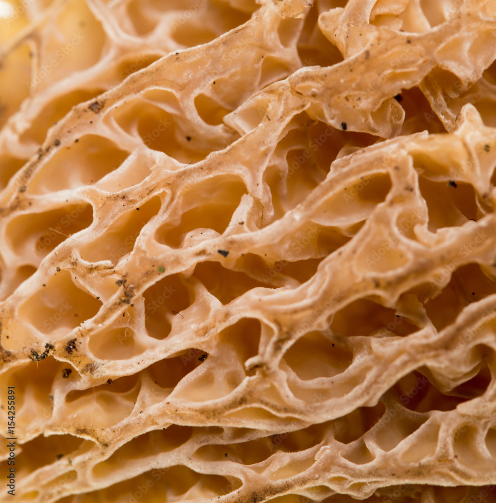 Mushroom morel as a background. Mushroom morel as a background.