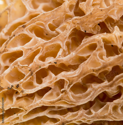 Mushroom morel as a background.